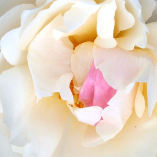 Rosier achat en ligne - Blanche - rosiers anglais - parfum discret - Rosa White Mary Rose™ - David Austin - Rosier anglais blanc aux boutons roses pâles, devenant blanc à la floraison. Les fleurs sont regroupées et les tiges un peu lâches.